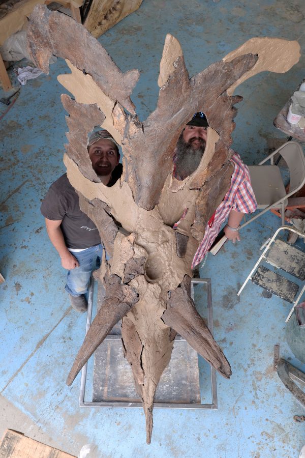 "Loki’s Horned Dinosaur Wielded a Pair of Giant Blades"