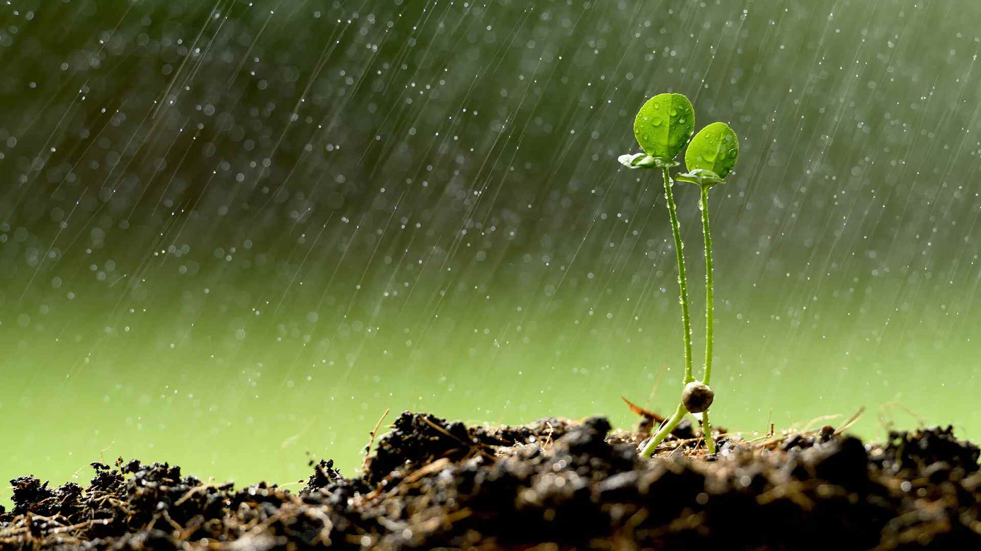 As Climate Change Progresses, New Rainfall Patterns Affect Plants Worldwide
