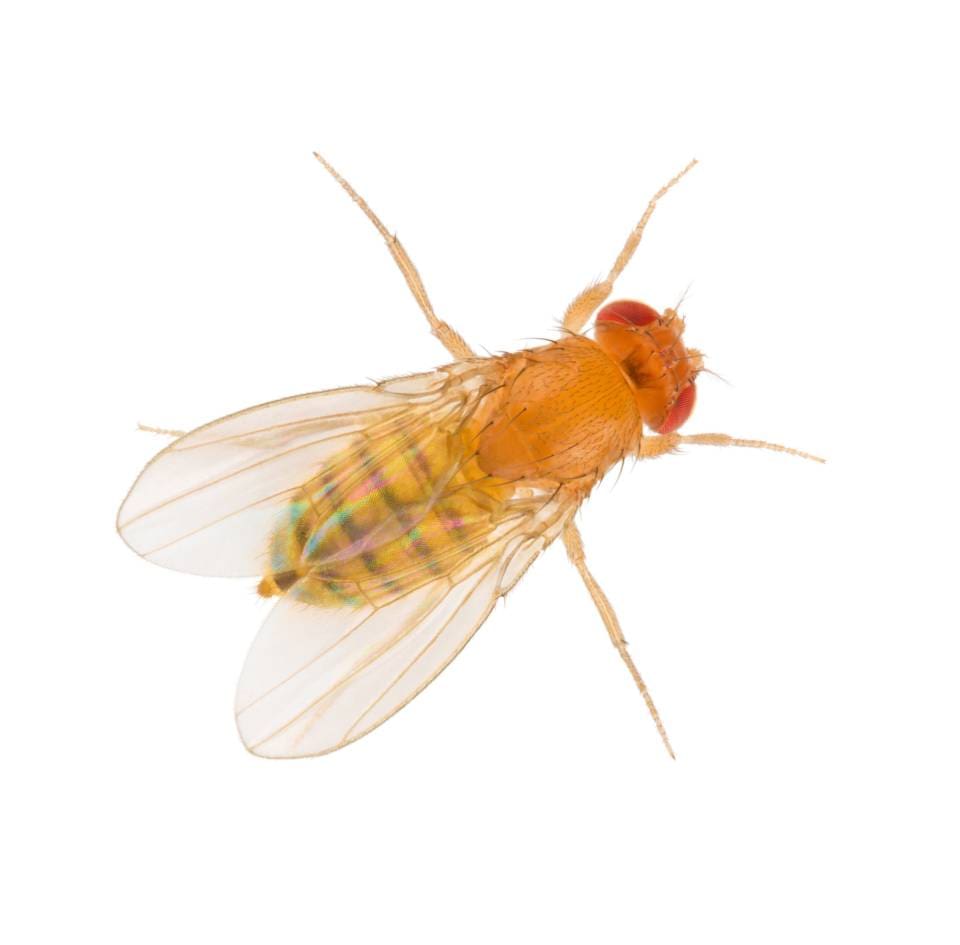 "Mapping an Entire (Fly) Brain: a Step Toward Understanding Diseases of the Human Brain"