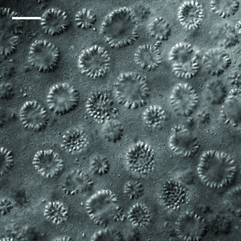 "Creature the Size of a Dust Grain Found Hiding in California’s Mono Lake"