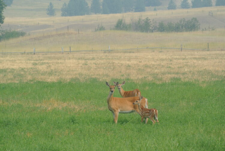 "Wolves’ Return Has Had Only Small Impact on Deer Populations in NE Washington, Study Shows"