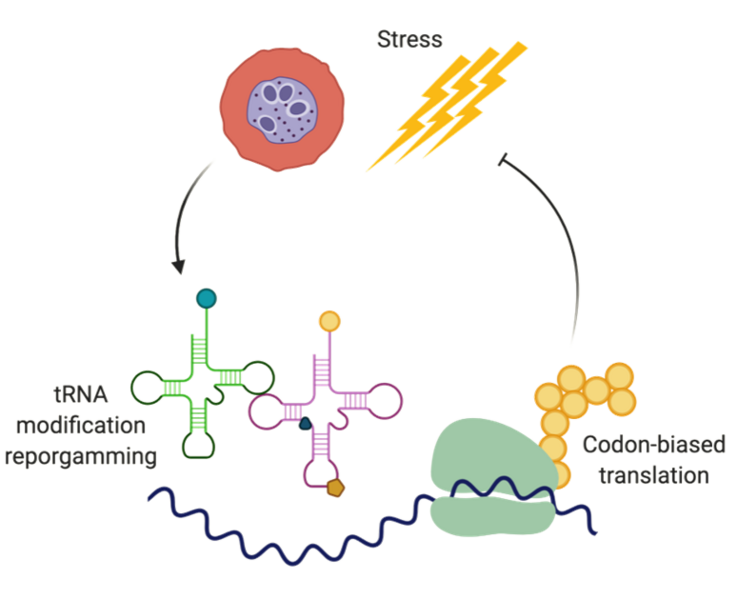 "Scientists identify mechanism behind drug resistance in malaria parasite"