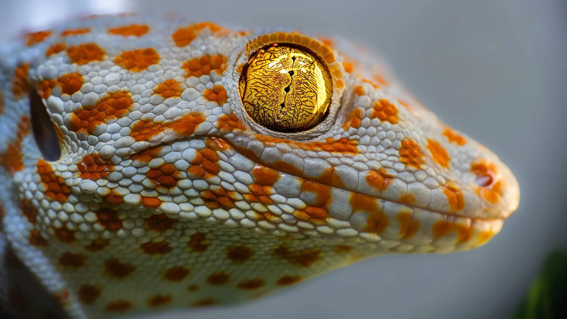 UMD Scientists Uncover Geckos’ Auditory ‘Sixth Sense’