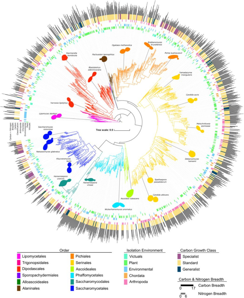 "These Jacks-Of-All-Trades Are Masters, Too: Yeast Study Helps Answer Age-Old Biology Question"