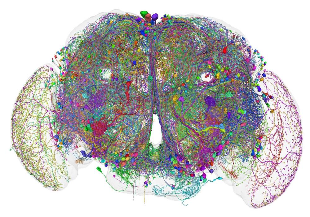 Mapping brain function, safer autonomous vehicles are focus of Schmidt Transformative Technology fund