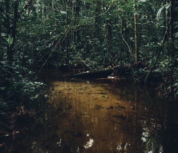 "When in Drought: Researchers Map Which Parts of the Amazon Are Most Vulnerable to Climate Change"