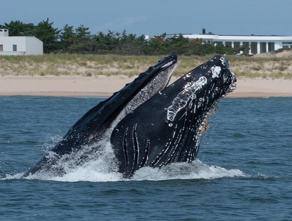 A humpback whale surface feeding in inshore waters of the New York Bight. Image taken under NOAA Permit No 26260. Credit: Thorne Lab, Stony Brook University