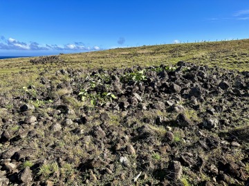 "Study Challenges Popular Idea That Easter Islanders Committed 'Ecocide'"