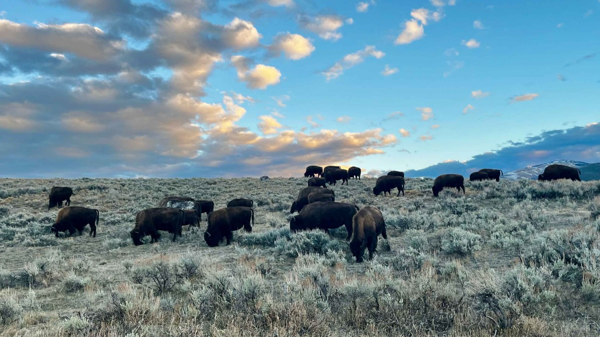 How Do Coexisting Animals Find Enough to Eat? Biologists Unlock Insights Into Foraging Habits in Yellowstone