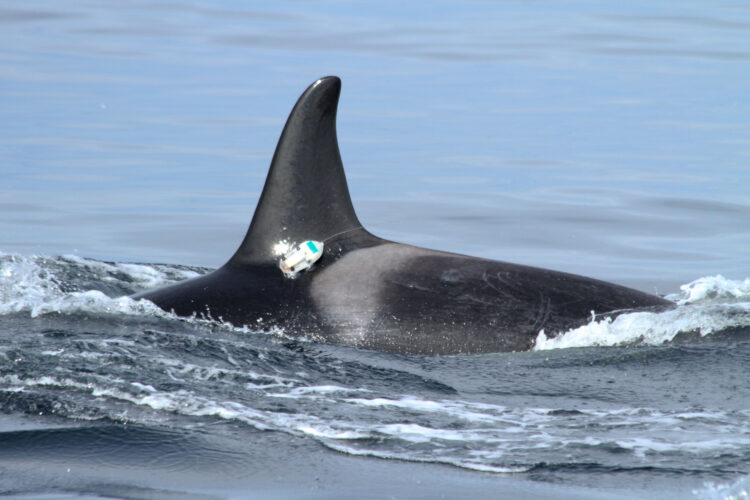 "Thanks to Humans, Salish Sea Waters Are Too Noisy for Resident Orcas to Hunt Successfully"