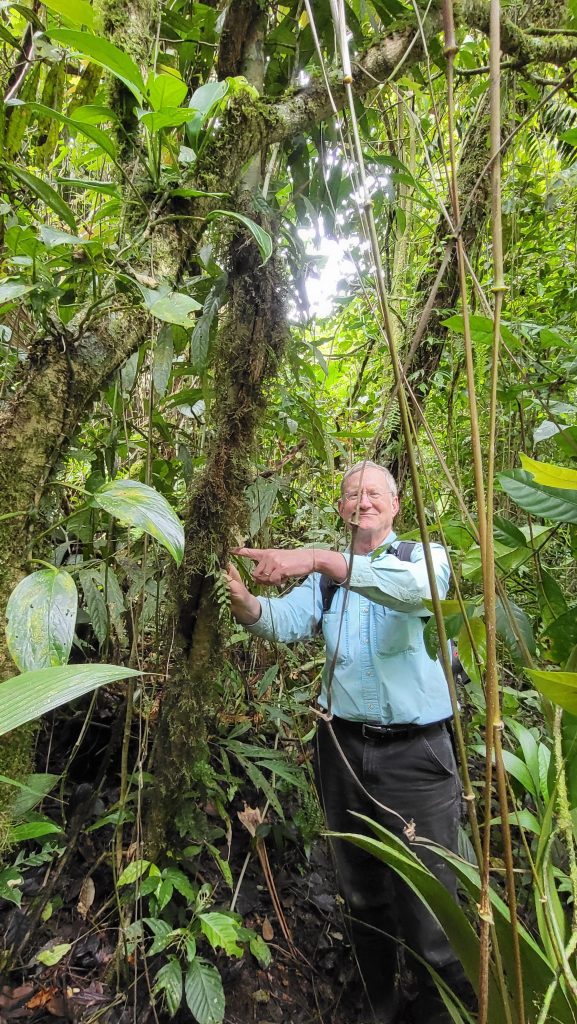 "Of ants and trees: ‘Evolutionary déjà vu’ in the tropical rainforest"