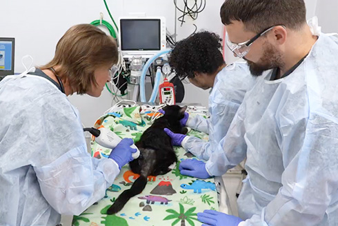 Cat at vet office receiving lifepulse treatment
