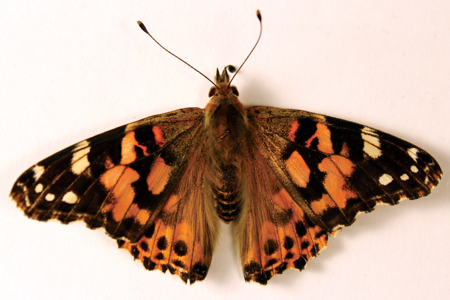 What Happens During the First Moments of Butterfly Scale Formation
