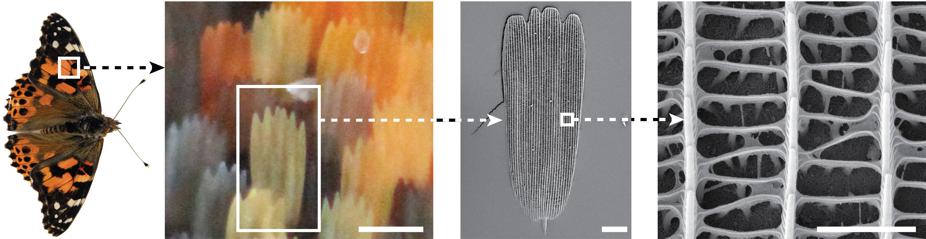 "What Happens During the First Moments of Butterfly Scale Formation"
