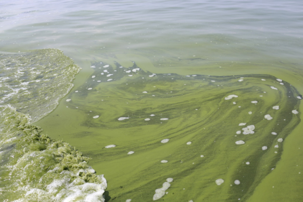 Climatic Warming Has Made Toxic Algal Blooms in Lake Erie More Intense