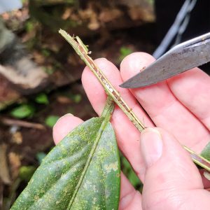 "Of ants and trees: ‘Evolutionary déjà vu’ in the tropical rainforest"