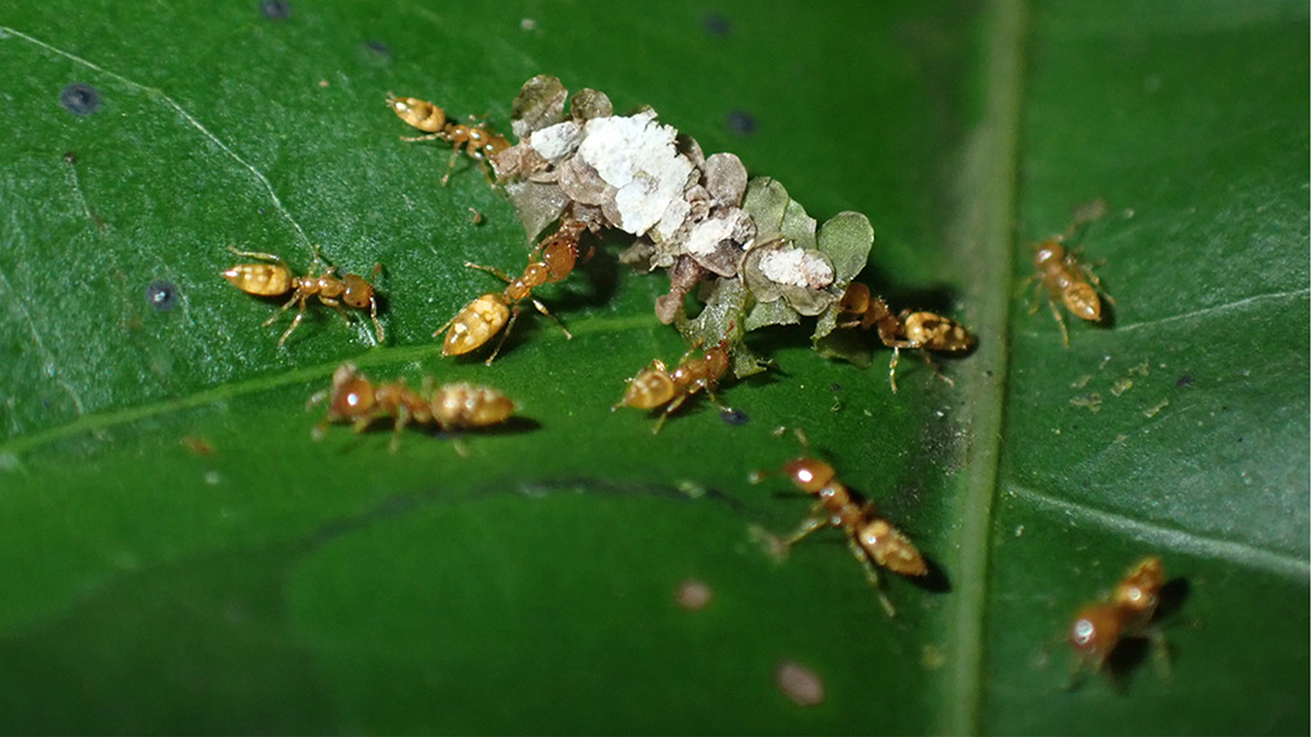 Of Ants and Trees: ‘Evolutionary Déjà Vu’ in the Tropical Rainforest