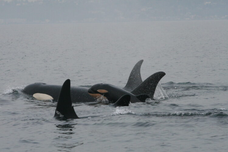 "Thanks to Humans, Salish Sea Waters Are Too Noisy for Resident Orcas to Hunt Successfully"