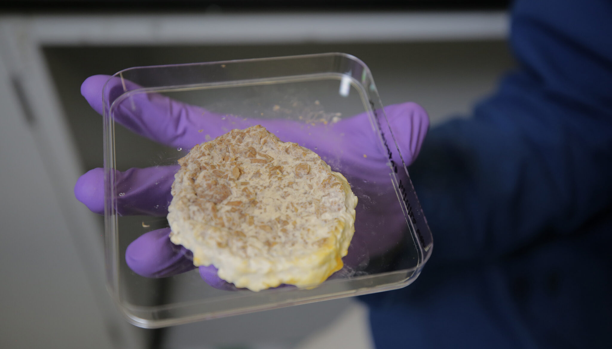 "Can Fungi Turn Food Waste Into the Next Culinary Sensation?"
