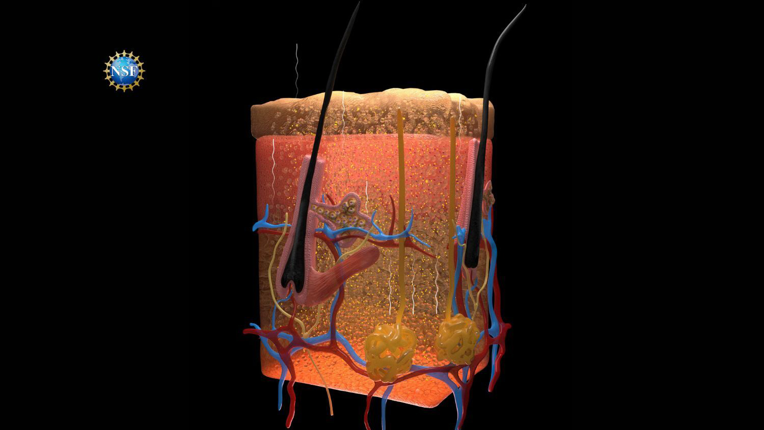 Researchers make mouse skin transparent using a common food dye