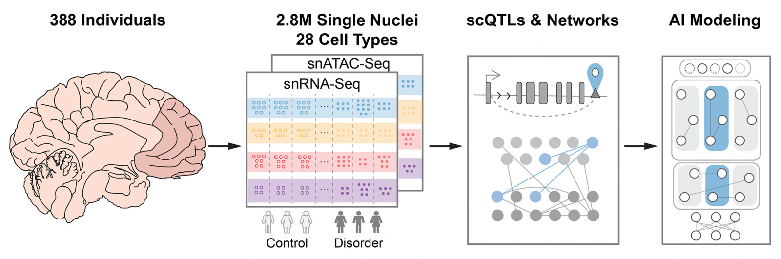 "Tracking the Cellular and Genetic Roots of Neuropsychiatric Disease"