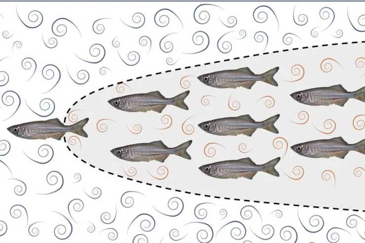 Surprising Link Between Fish and Pro Cyclists