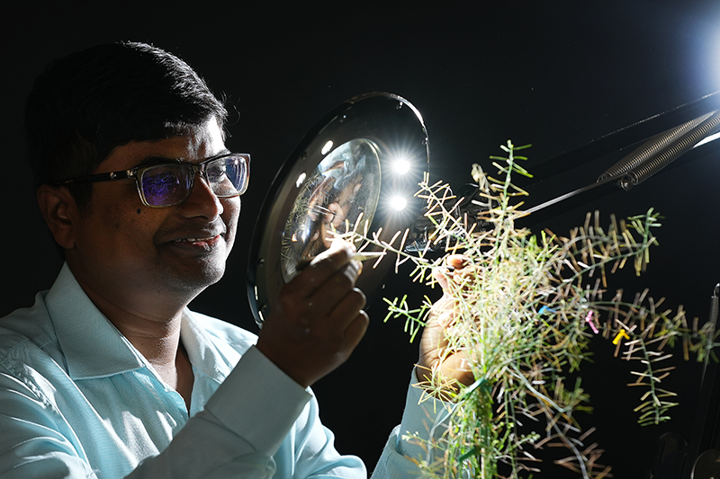 Purdue-USDA Team Develops Fast-track Process for Genetic Improvement of Plant Traits