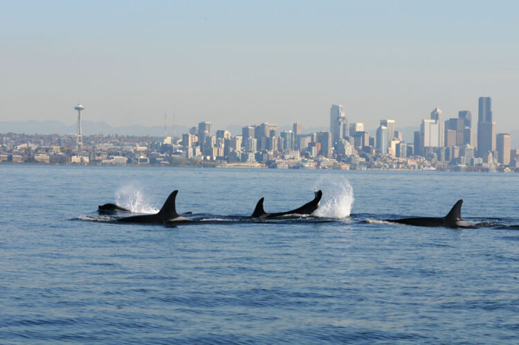 Thanks to Humans, Salish Sea Waters Are Too Noisy for Resident Orcas to Hunt Successfully