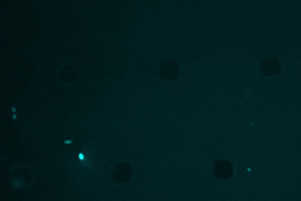 "When an antibiotic fails: MIT scientists are using AI to target “sleeper” bacteria"