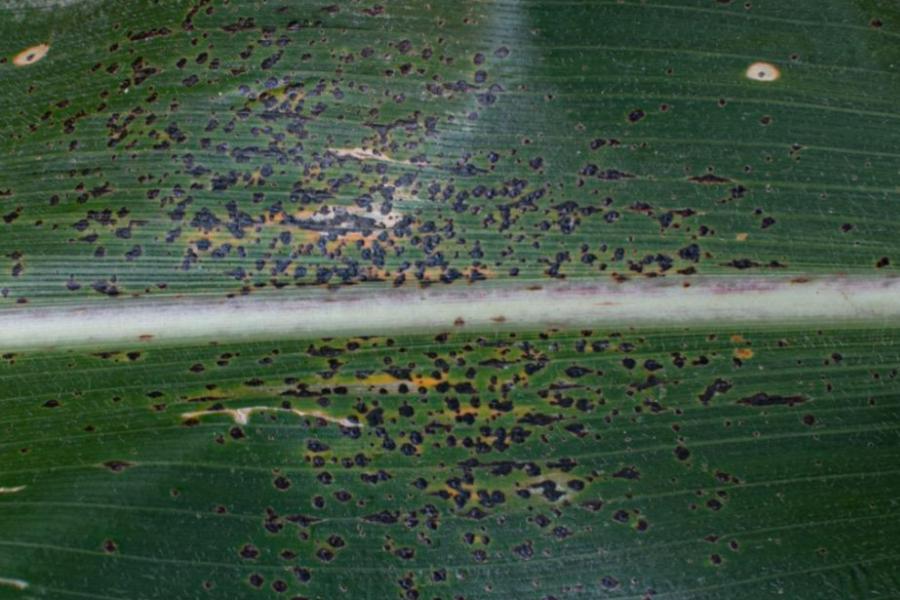 Breakthrough on Tar Spot Pathogen Enables Field Research