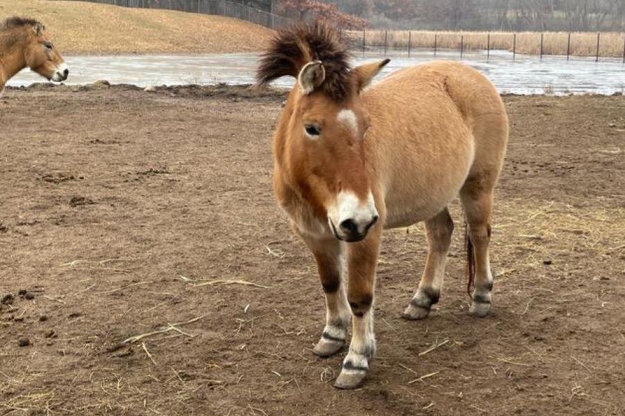 U of M Maps Genome of the Last Living Wild Horse Species