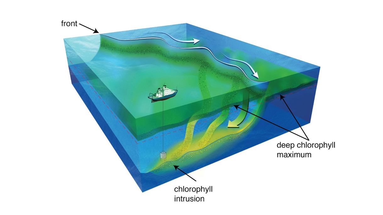 "For Microscopic Organisms, Ocean Currents Act as 'Expressway' to Deeper Depths, Study Finds"