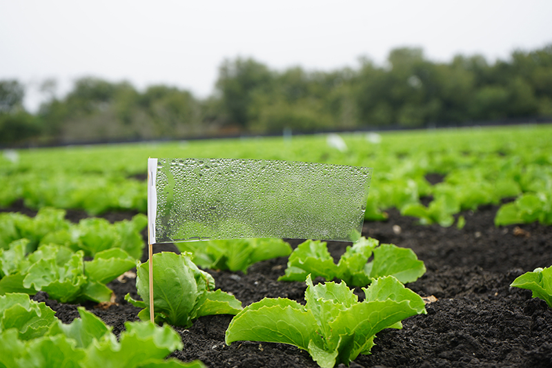Paper-based Biosensor Offers Fast, Easy Detection of Fecal Contamination on Produce Farms