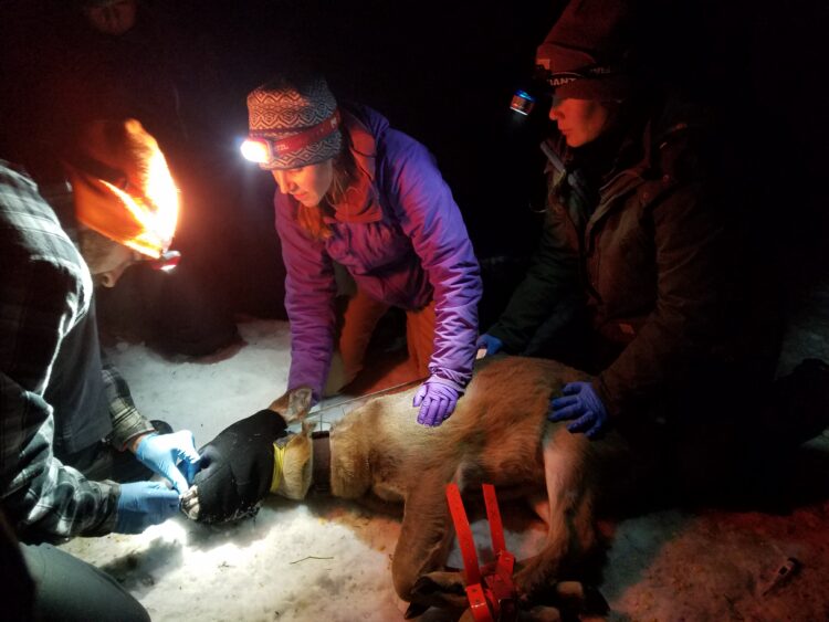 Wolves’ Return Has Had Only Small Impact on Deer Populations in NE Washington, Study Shows