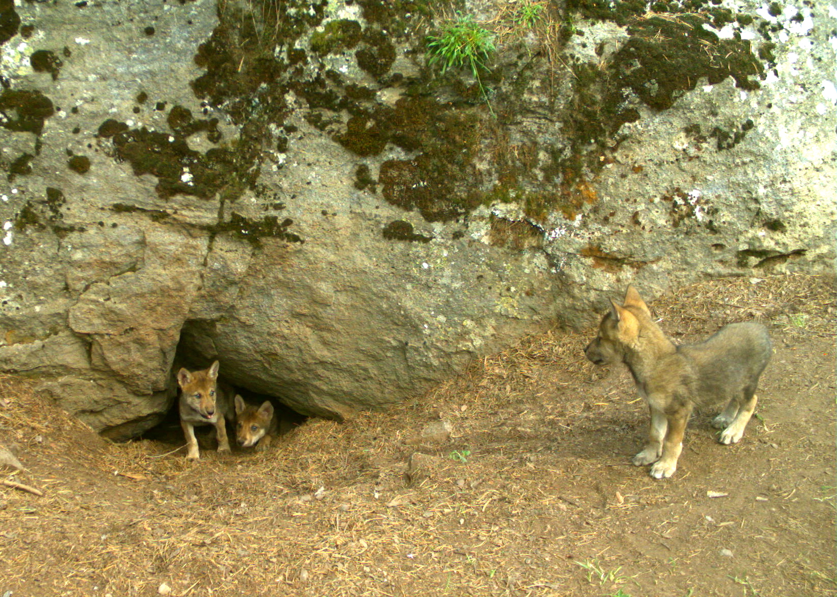 "In Turkey, Wolves and People Have Shared a Landscape for Generations"