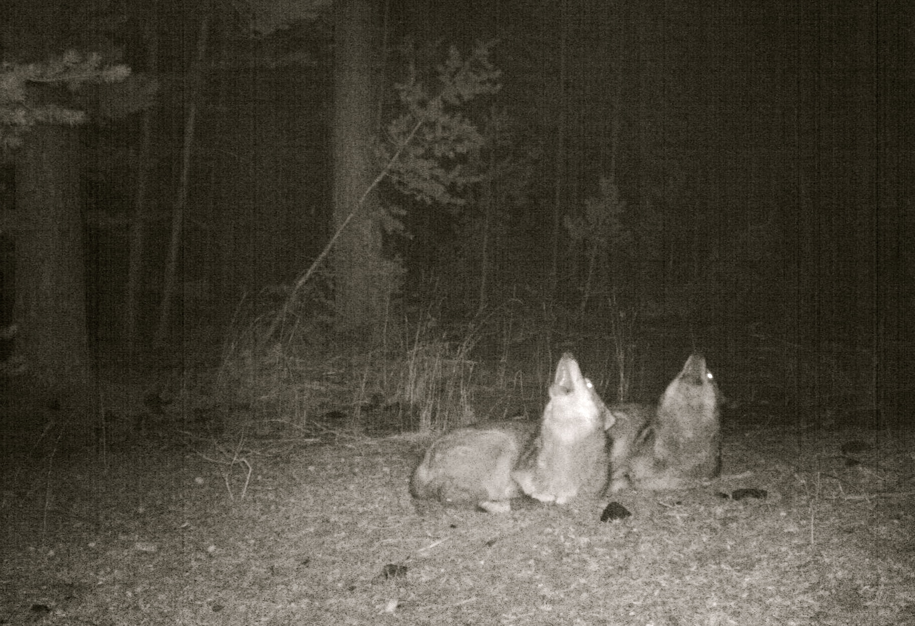 "In Turkey, wolves and people have shared a landscape for generations"