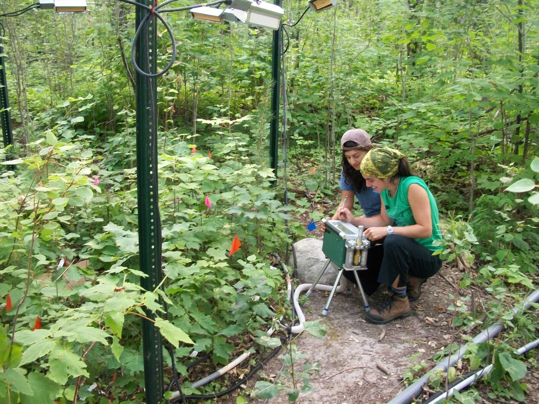A Leaky Sink: Carbon Emissions From Forest Soil Will Likely Grow With Rising Temperatures