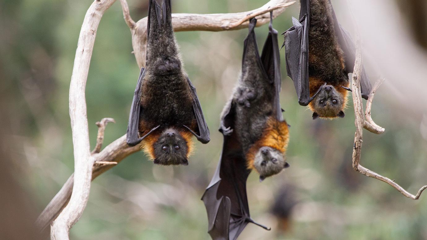 When Insect-Eating Bats Died, Farmers Increased Pesticide Use—Leading to More Than 1,000 Infant Deaths