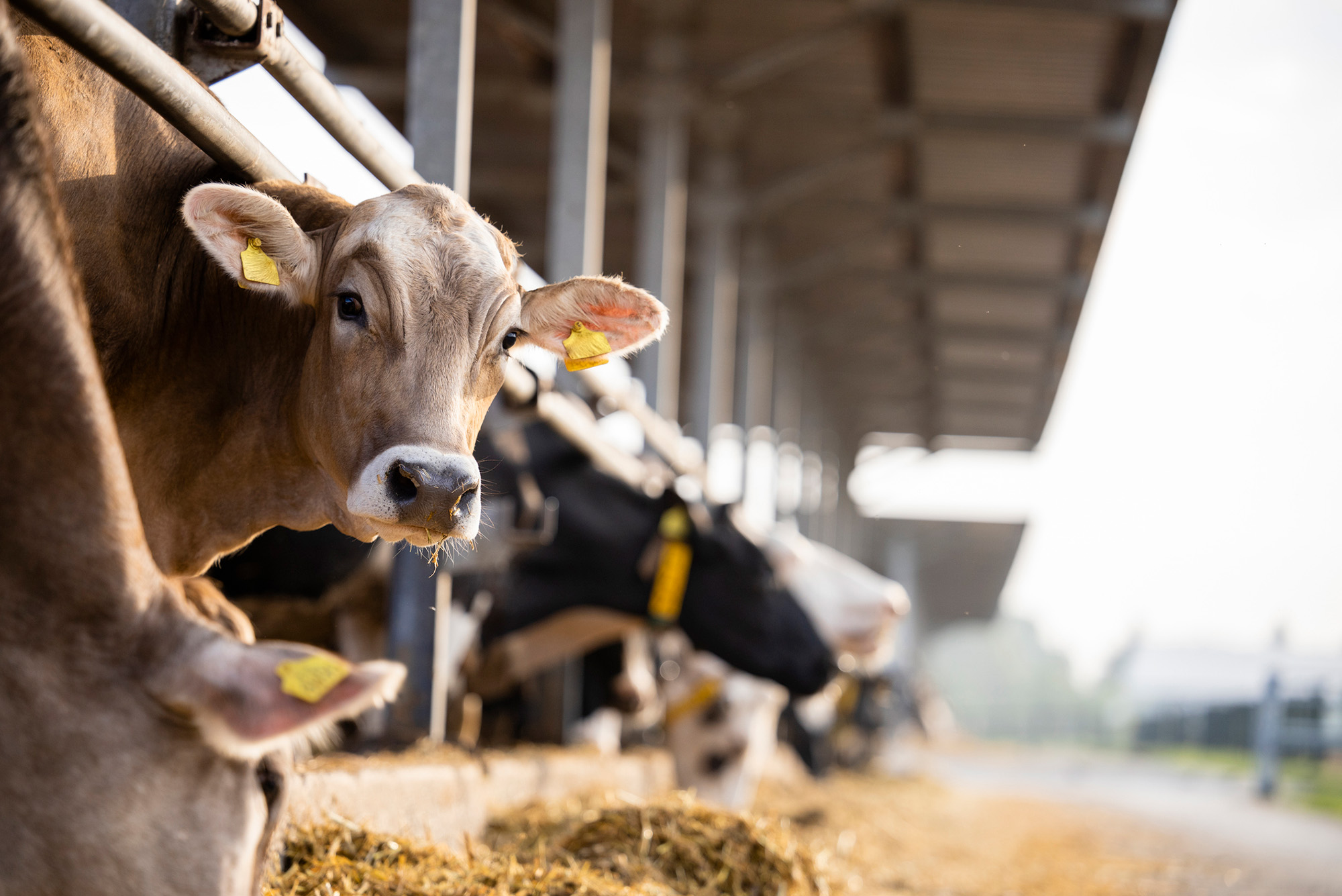 The H5N1 Bird Flu Is a Growing Threat for Farm Animals and Humans—How Serious Is It?