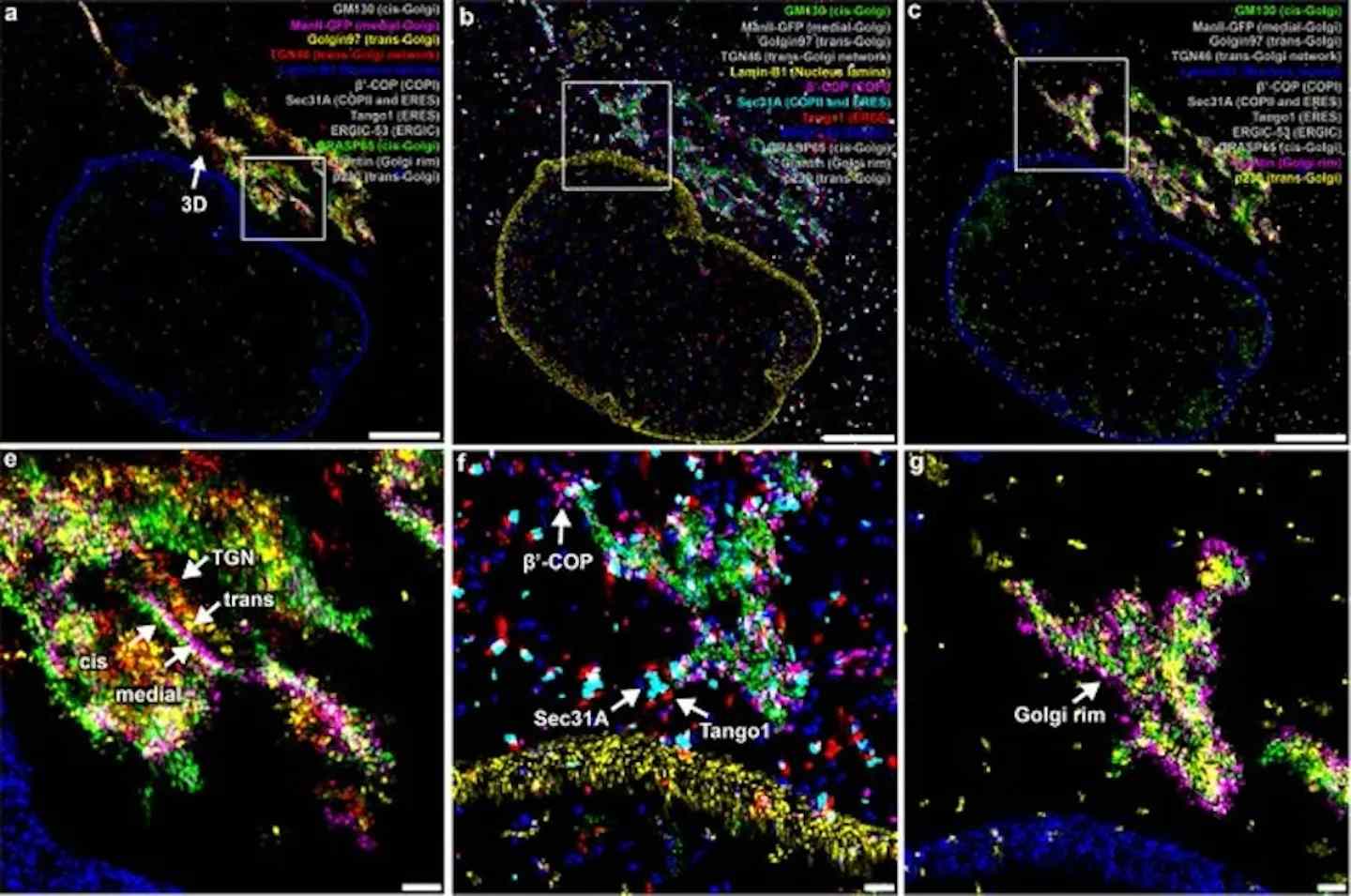 Advanced Microscopy Technique Offers a New Look Inside Cells