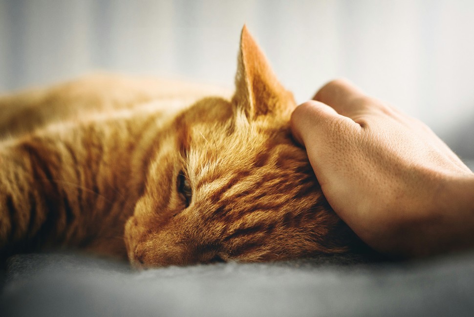Why Petting Your Cat Leads to Static Electricity