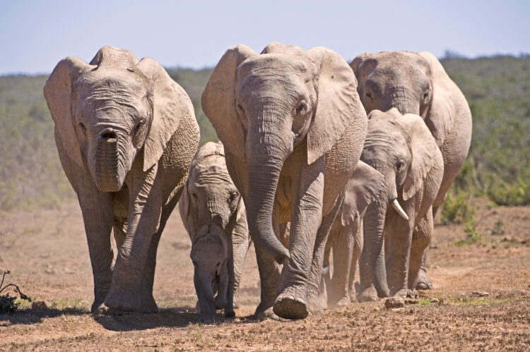 Human-Wildlife Overlap Expected to Increase Across More Than Half of Earth’s Land by 2070
