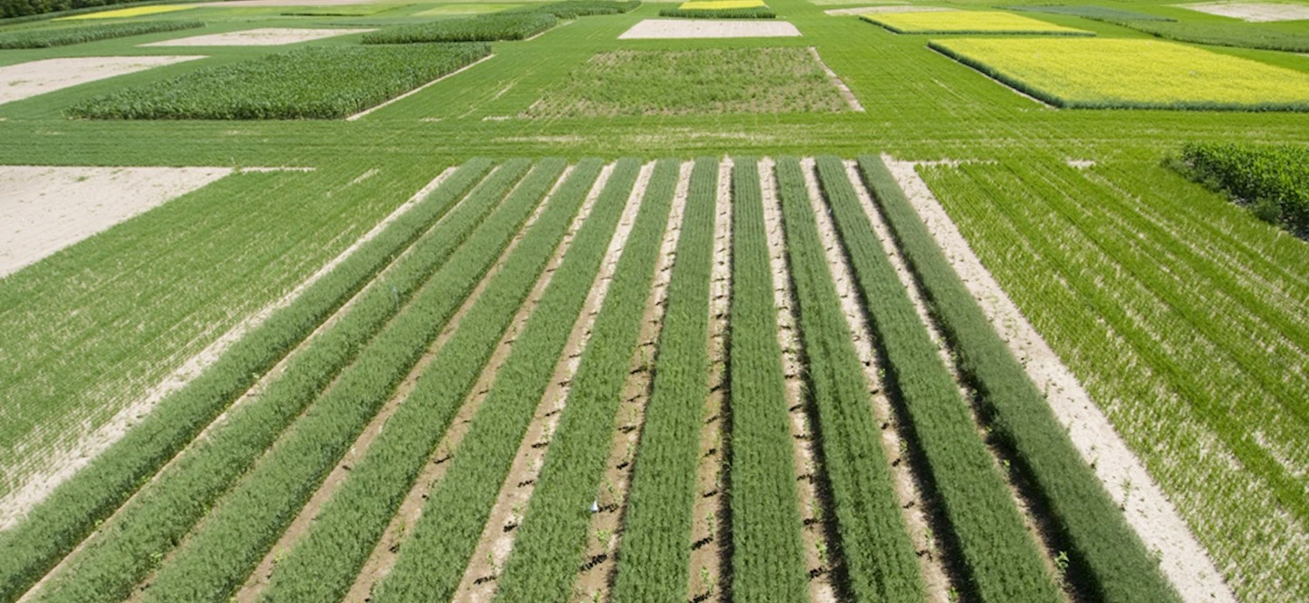 Helping Farmers Irrigate More Efficiently, Manage Diseases