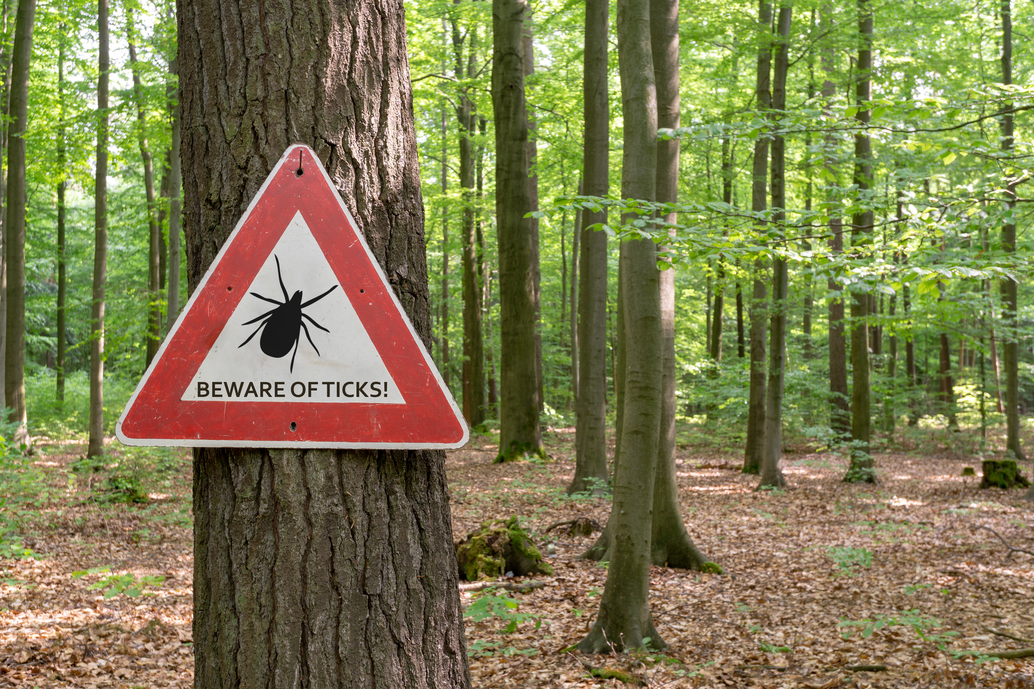 Research Paves Way for More Accurate Treatment of Lyme Disease