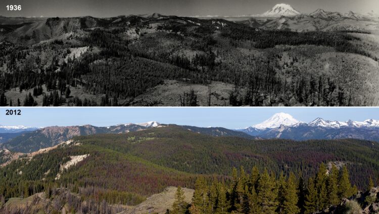 New Report ‘Braids’ Indigenous and Western Knowledge for Forest Adaptation Strategies Against Climate Change
