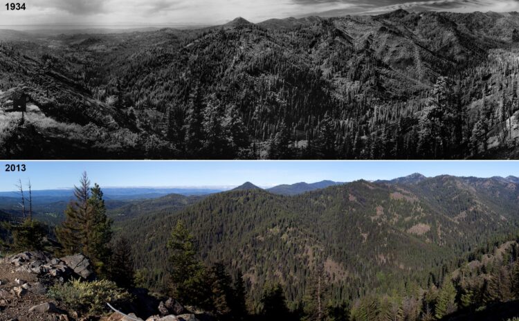 "New Report ‘Braids’ Indigenous and Western Knowledge for Forest Adaptation Strategies Against Climate Change"