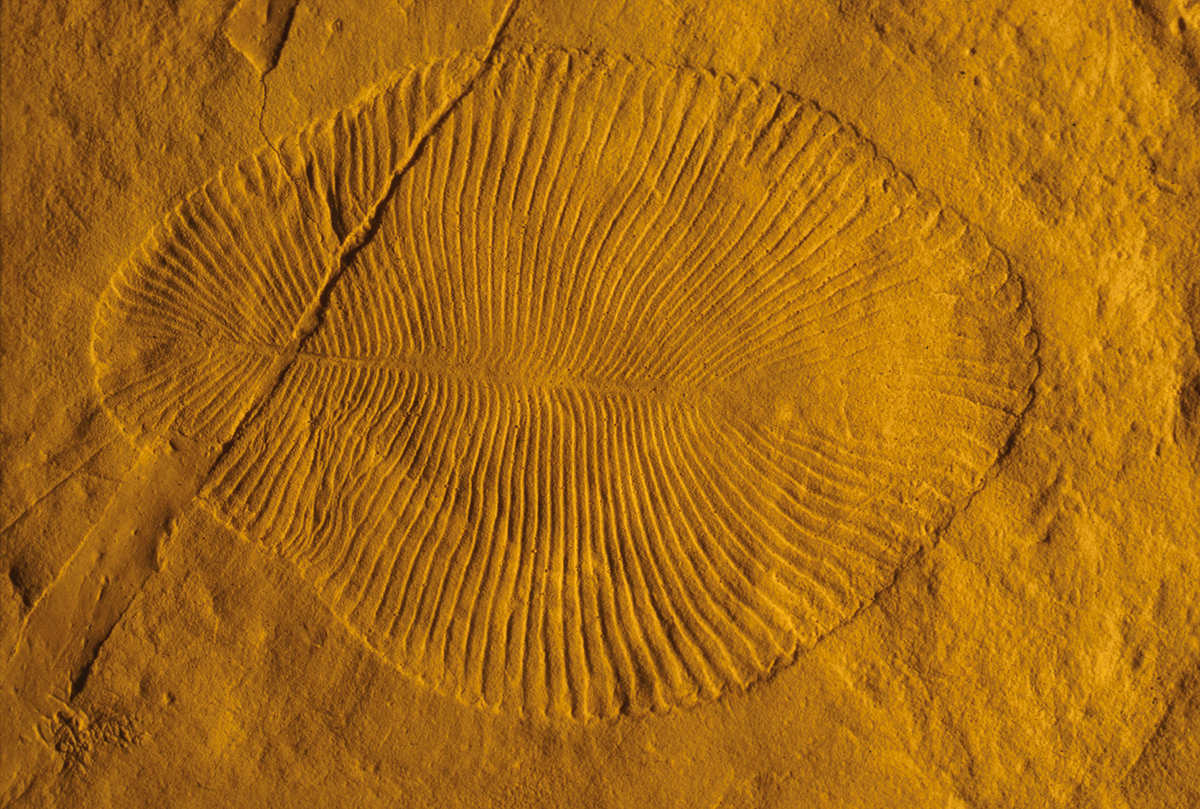 "Did a Magnetic Field Collapse Trigger the Emergence of Animals?"