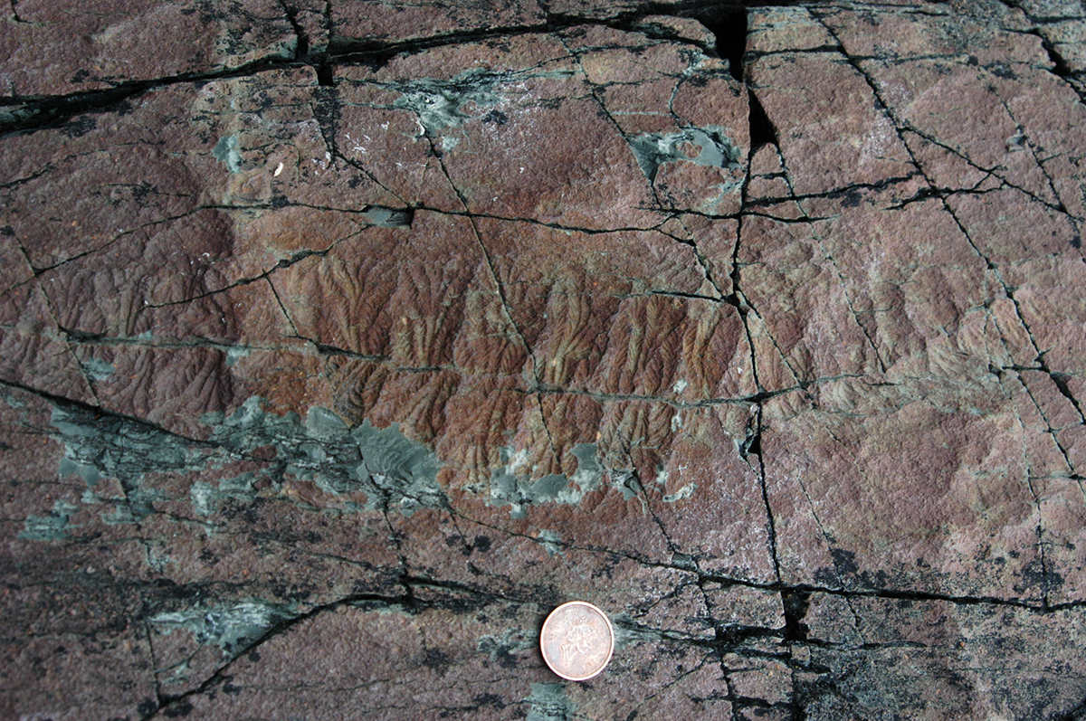 "Did a Magnetic Field Collapse Trigger the Emergence of Animals?"