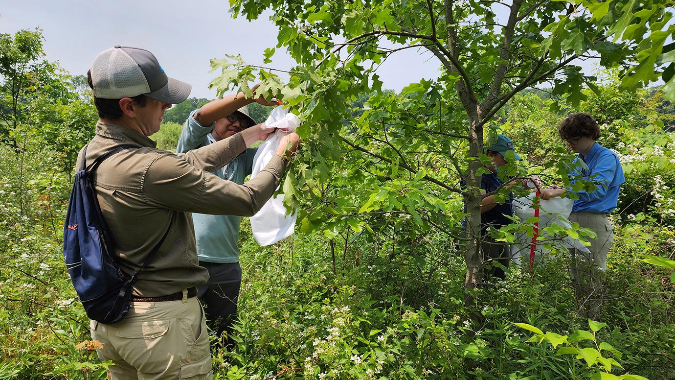 "Ecologist Tracks How Insects Can Devastate Forests—and How to Stop Them"