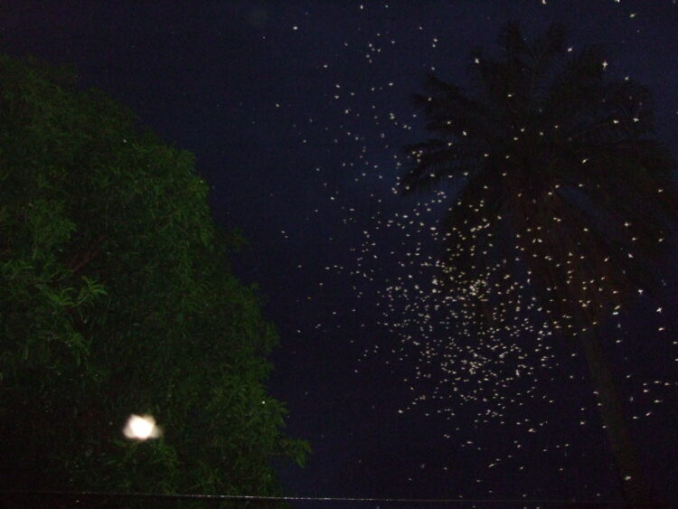 "New Discoveries About How Mosquitoes Mate May Help the Fight Against Malaria"
